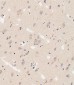 DLL3 Antibody (C-term)